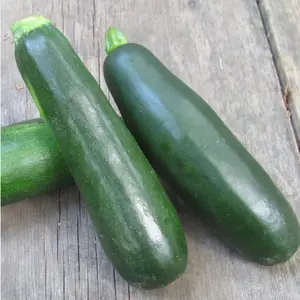 Dark Green Zucchini