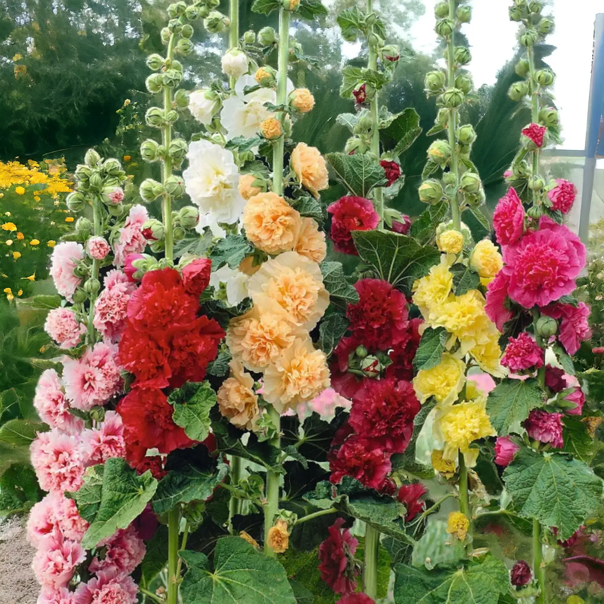 Double Hollyhock Flower Seeds, 100pcs Mixed Colors Radiant Rose, Non-GMO Heirloom Hardy Biennial for Tall Vibrant Blooms, Ideal for Pollinator Garden & Flower Lover