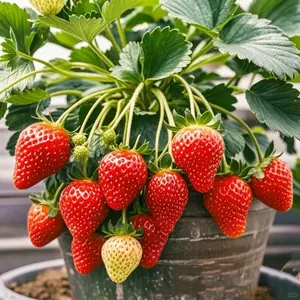 500 pcs Strawberry Seeds | Sweet & Juicy Home-Grown Berries | Easy to Grow for Gardens & Pots