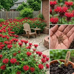 1000 Red Bee Balm Seeds – Monarda for Vibrant Summer Blooms & Pollinator Attraction