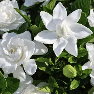 Summer Snow Gardenia - Live Plant - ( 1 QT ) - Natural Flowering Plant Garden Patio Cold Hardy
