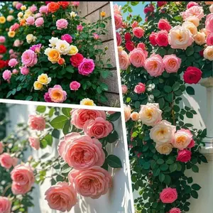600+PCS Climbing Rose  Mixed-Color Seeds - Butterfly Flower, Fragrant, Climbing Rose Bush Vines