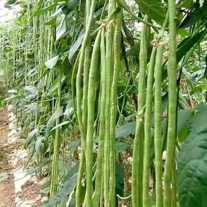 30 MOCCUROD Yard Long Bean Seeds Vegetable String