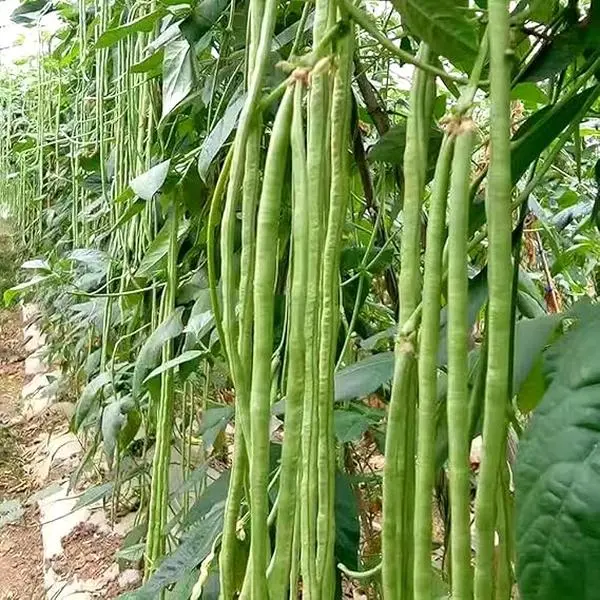 30 MOCCUROD Yard Long Bean Seeds Vegetable String