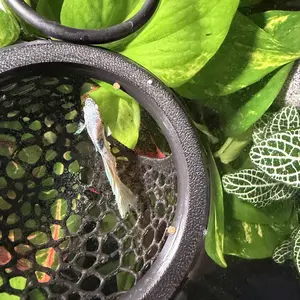 Aquarium Fish Tank Floating Betta Fish Skin Feeding Feeder, Cave and Hammock, Small Fish Food Ring, Aquarium Hiding Feed Decoration Accessory