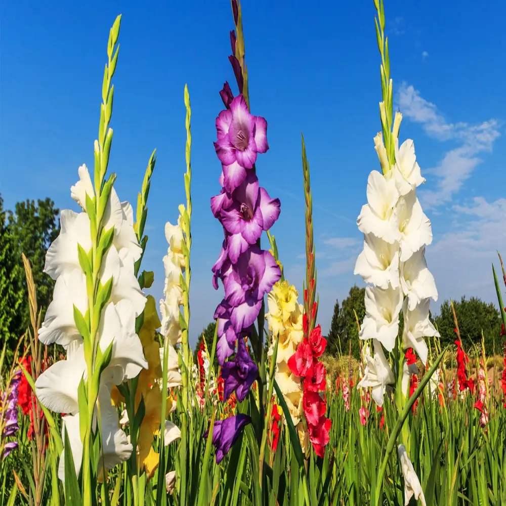 Mixed Color Gladiolus Bulbs - Sword Lily Corms, Perennial Summer Flowers, Easy-to-Plant for Outdoor Spaces & Balcony, Long-Lasting Blooms for Cut Flower Arrangements