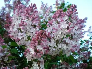 30 French Lilac Seeds, Syringa vulgaris Seeds, Shrub Seeds ( Fragrant, Hardy, Showy Hedge)