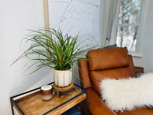 Ponytail Palm - Beaucarnea Recurvata - 6" Pot