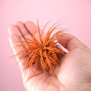 Ionantha “Tangerine” - Enhanced Color Air Plant