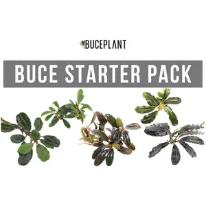 Team Buce Plant Starter Pack
