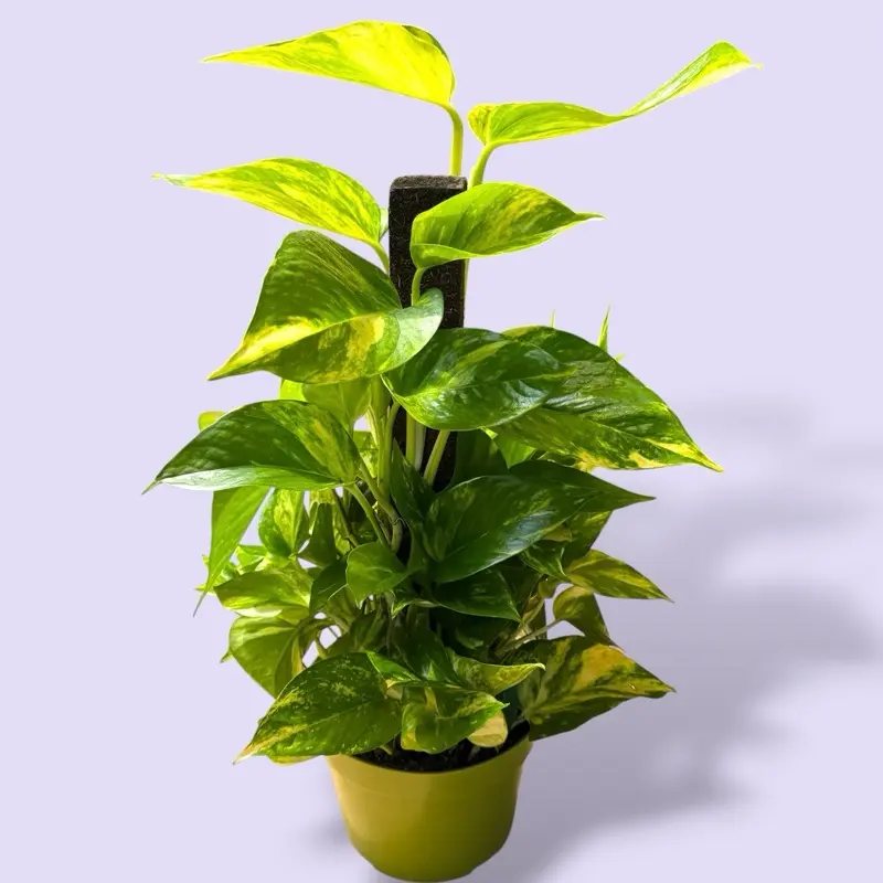 Pothos Patricio On Pole 6”