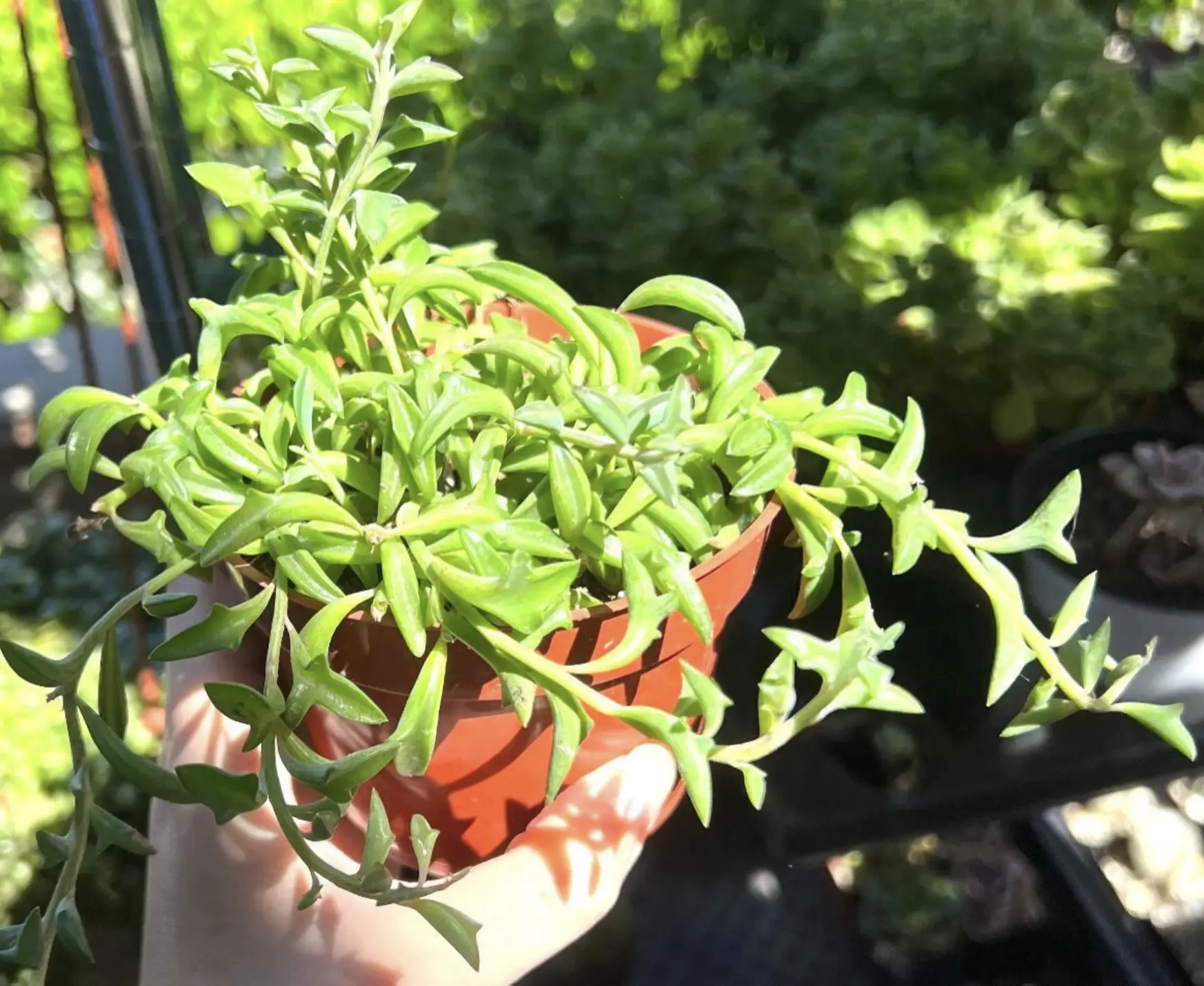 String of Dolphins, Trailing Succulent, Hanging Succulent, Live Plant in 4'' pot