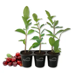 Barbados Cherry Tree - Live Starter Plants - Malpighia Emarginata - Edible Fruit Bearing Tree for The Patio and Garden