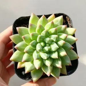 Echeveria 'Oracrium' Rare Live Plant  Easy Care Bare Root Succulent, Aesthetic Home Decor, Beginner Friendly, Indoor & Garden Plant, Perfect Gift Idea