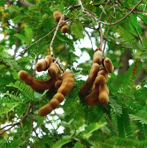 LIVE PLANT 3ft Tamarind Thai Sweet Tamarindus indica fruit tree - shipped from sunny Florida