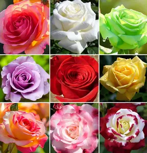 Rare Rose Flower Seed Packets, 100+ Mixed Colors Perennial Seeds, All-Seasons Blooming Variety for Garden Enthusiasts’ Garden Planting Enhancement
