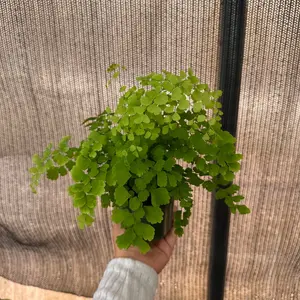 Maidenhair fern plant 4 inch or 6 inch size