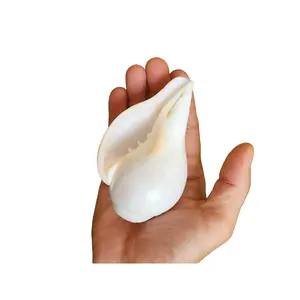 Natural Conch Shell - Unique Home Decor And Spiritual Accent, Perfect for Collections & Thoughtful Gifts, Functional Natural Sound