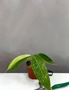 Philodendron Jose Buono