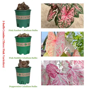 Exotic Colorful Caladium 3 Pack, Unique Textured Foliage Pink Panther, Dreamy Pink Bubble Leaves, Refreshing Peppermint Mint Houseplant, Easy Care Potted Plant for Indoor Space Ornament