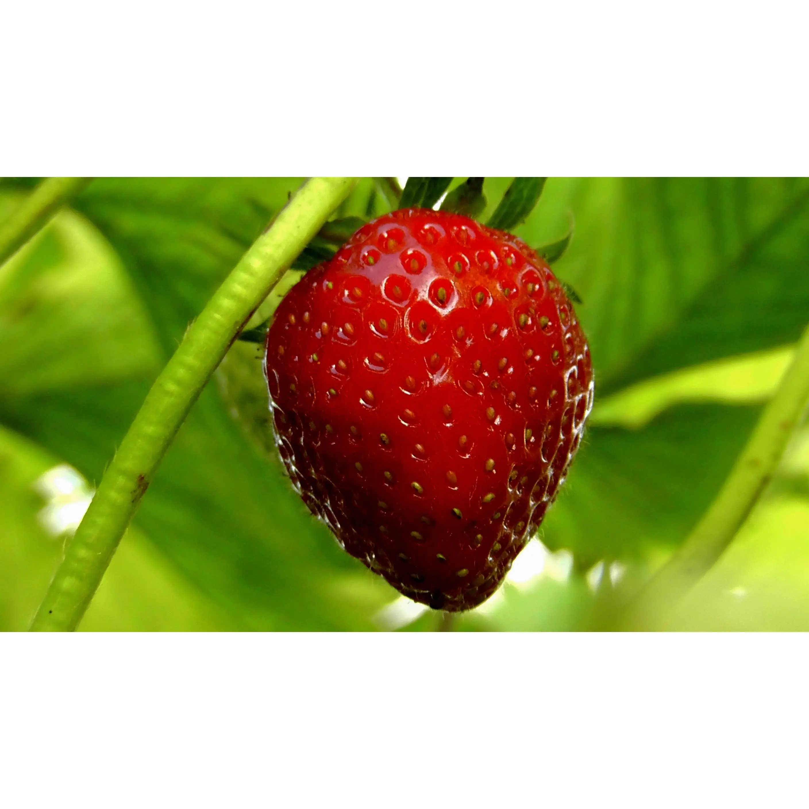 Organic Sweet Everbearing Strawberry Live Starter Plant - Continuous Harvest, Full Sun Tolerant, Outdoor Grow Ready with Included Guide