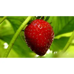 Sweet Everbearing Strawberry Live Starter Plant