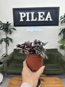 Purple Tradescantia – 4" Trailing Wonder with Bold Stripes & Lush Purple Foliage