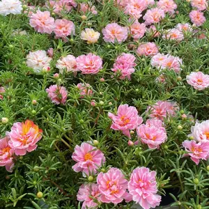 1000pcs Moss Rose Seeds Drought Tolerant Flower Seeds for Rock Garden Planting Vibrant Color Blooms for Hot Dry Climates Ground Cover Plants