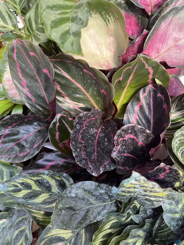 Five Assorted Calathea Potted Live Plant 2ins - Sellers Choice - Rare Exotic Houseplant Bundle - Prayer Plant Collection - Tropical Gift - Unique Indoor Plants - Patterned Foliage - Colorful Leaves - Non Toxic, Pet Safe - Collectors Starter Pack