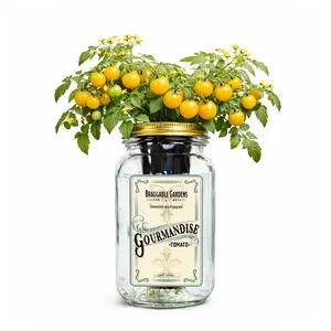 Gourmandise Yellow Cherry Tomato Indoor Garden Kit – Mason Jar Hydroponic Tomato Grow Kit – Windowsill Countertop Tomato Planter – Grow Tomatoes Indoors