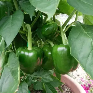 Organic California Wonder Pepper Seeds (Capsicum annuum) – Classic Sweet Bell Pepper, Thick Walls, Great for Fresh Eating, Salads, and Cooking – 10+ Seeds