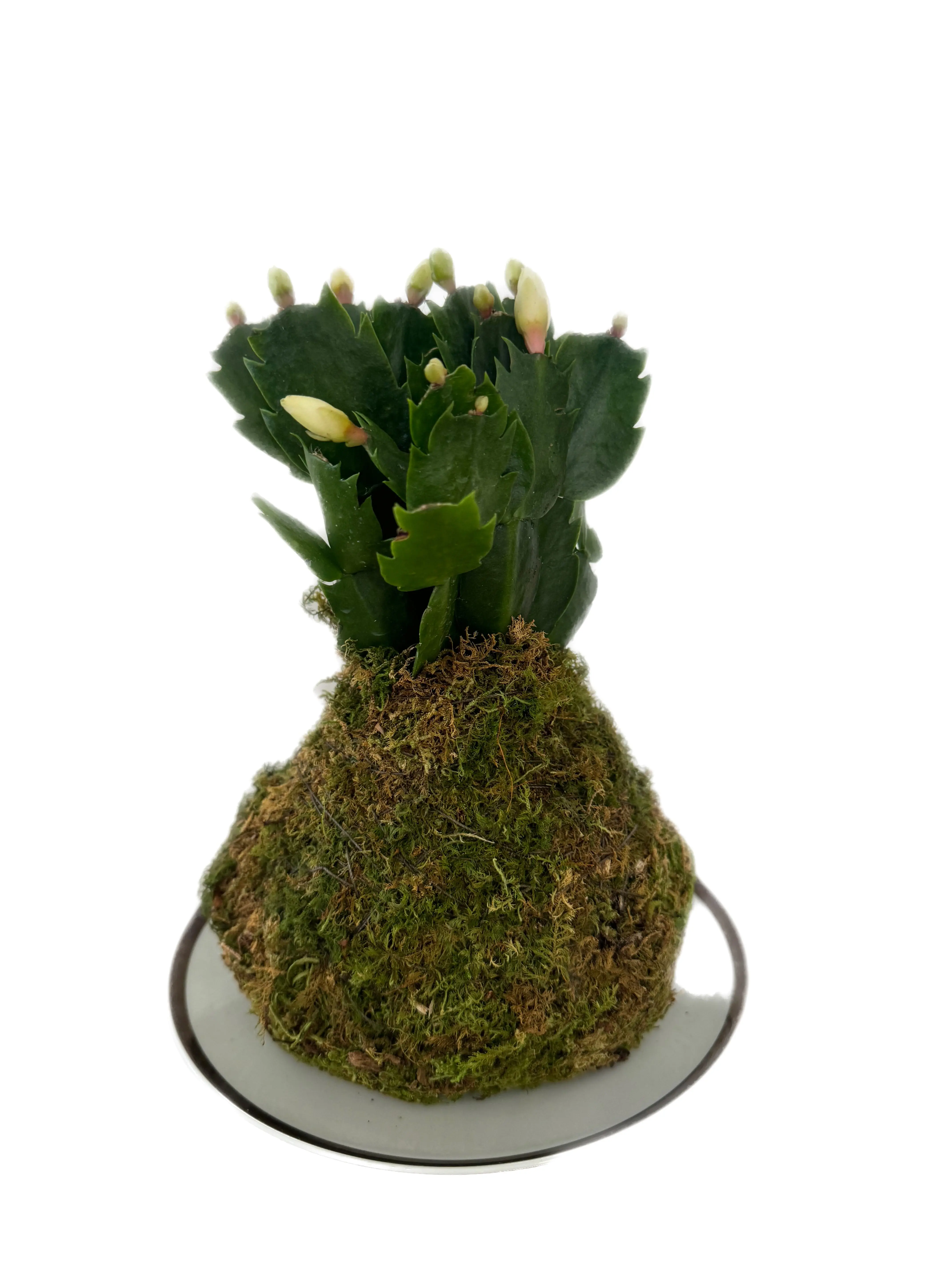 Kokedama - Christmas Cactus White