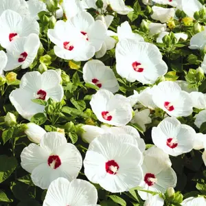 Hardy Hibiscus Plant Moscheutos 'Luna White' big flowers 5-8 Inch Tall