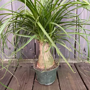 Ponytail Palm        Pet Friendly