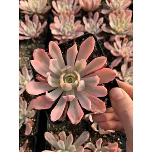 Echeveria Variegated Hoveyi var zahni - April Farm/Rare Succulents