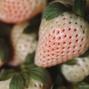 Pineberry White Strawberry Seeds – Heirloom, Open-Pollinated | Unique white strawberries with red seeds, aromatic pineapple-like flavor