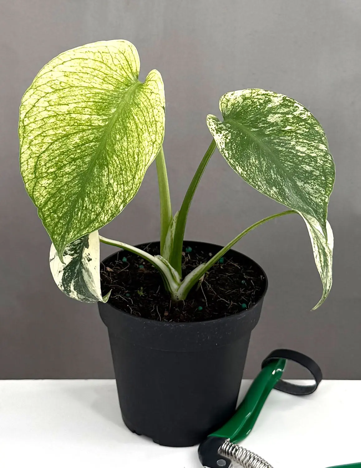 Monstera Mint Live Plants Potted Plant Variegated Houseplant Modern -  TikTok Shop