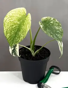 Monstera Mint Live Plants Potted Plant Variegated Houseplant Modern