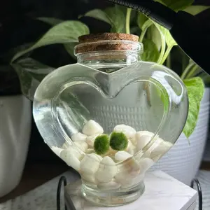 LoveBalls: Marimo Moss Balls