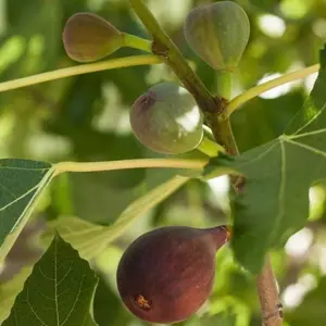 Fig Tree - ‘Brown Turkey’ - Fruiting Fig Tree - Ficus Carica Starter Plants