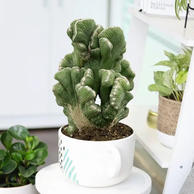 Cereus Coral Green Cactus