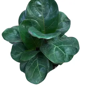 Ficus Lyrata Bush 6”