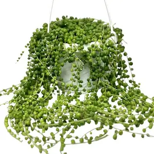String of Pearls Plant Live 6”, Succulent Plants Live in Hanging Basket, Rare Houseplant for Home Office Wedding & Gift Decor