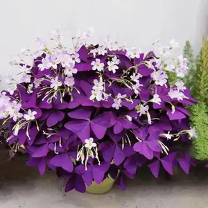 seeds 120PCS Purple Shamrocks Good Luck Plant Purple Seeds for Planting Grows Indoor or Outdoor Oxalis Triangularis The Novice Gardener's Choice outdoor Flowers Plants Horticulture Nature