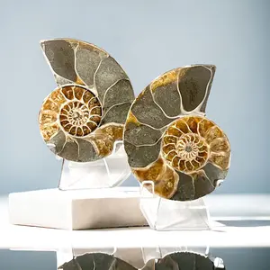 Real Ammonite Fossils Pair, Opal Ammonite Fossil Slices Decor Set