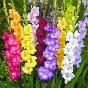 Gladiolus Bulbs Mixed Colors Sword Lily Easy to Grow Perennial Garden or Container For Colorful Blooms