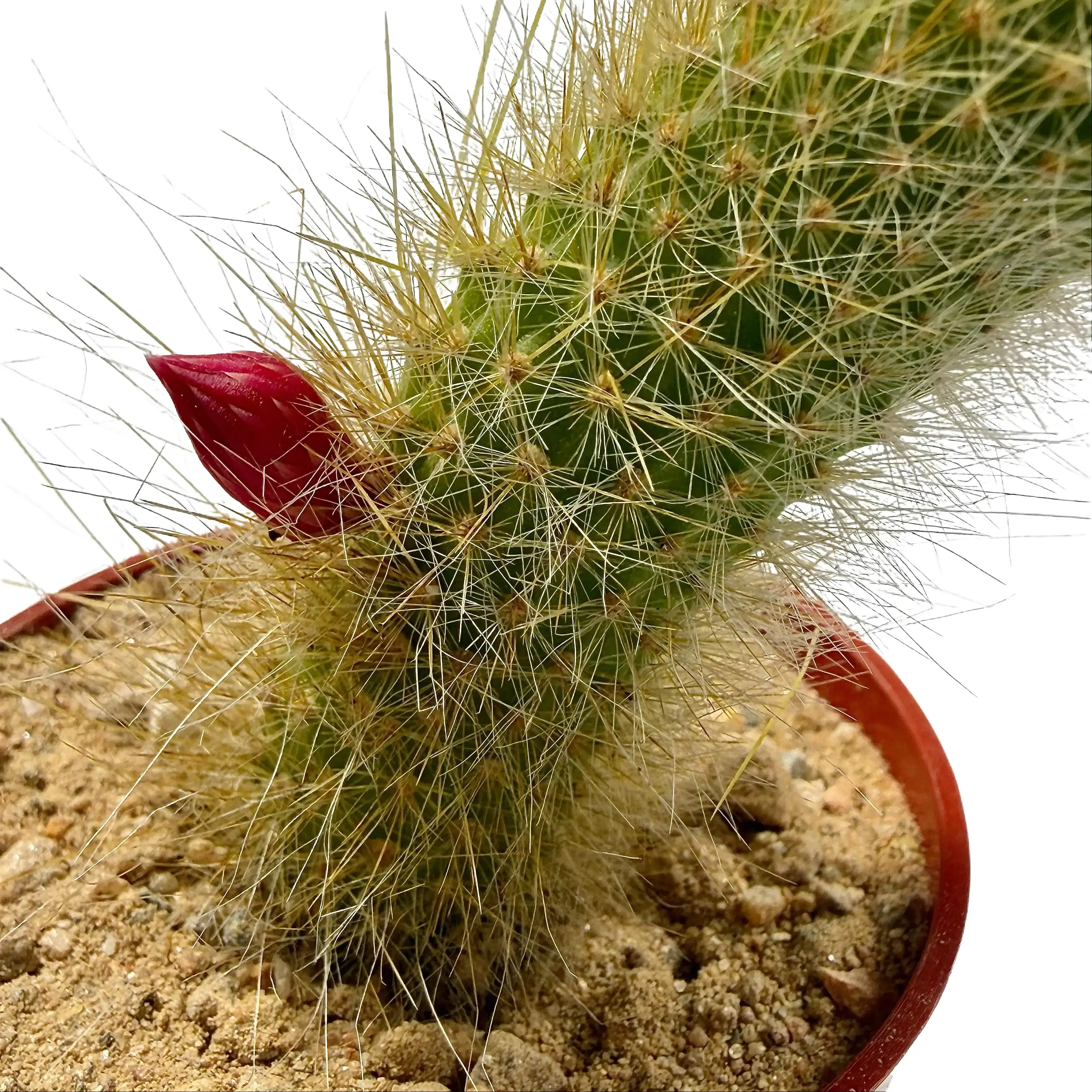 Blooming monkey tail