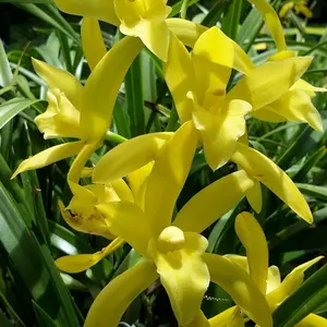 ORCHID PLANT Cymbiduim Golden Elf Sundust 1 Bulb No Pot Not Perfect