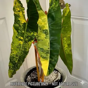 Philodendron Billietiae Variegata Tissue Culture Plantlet Rare Variegated Billie Premium TC Starter for Hobbyists with Dramatic Strap-Shaped Leaves and Marbled Variegation