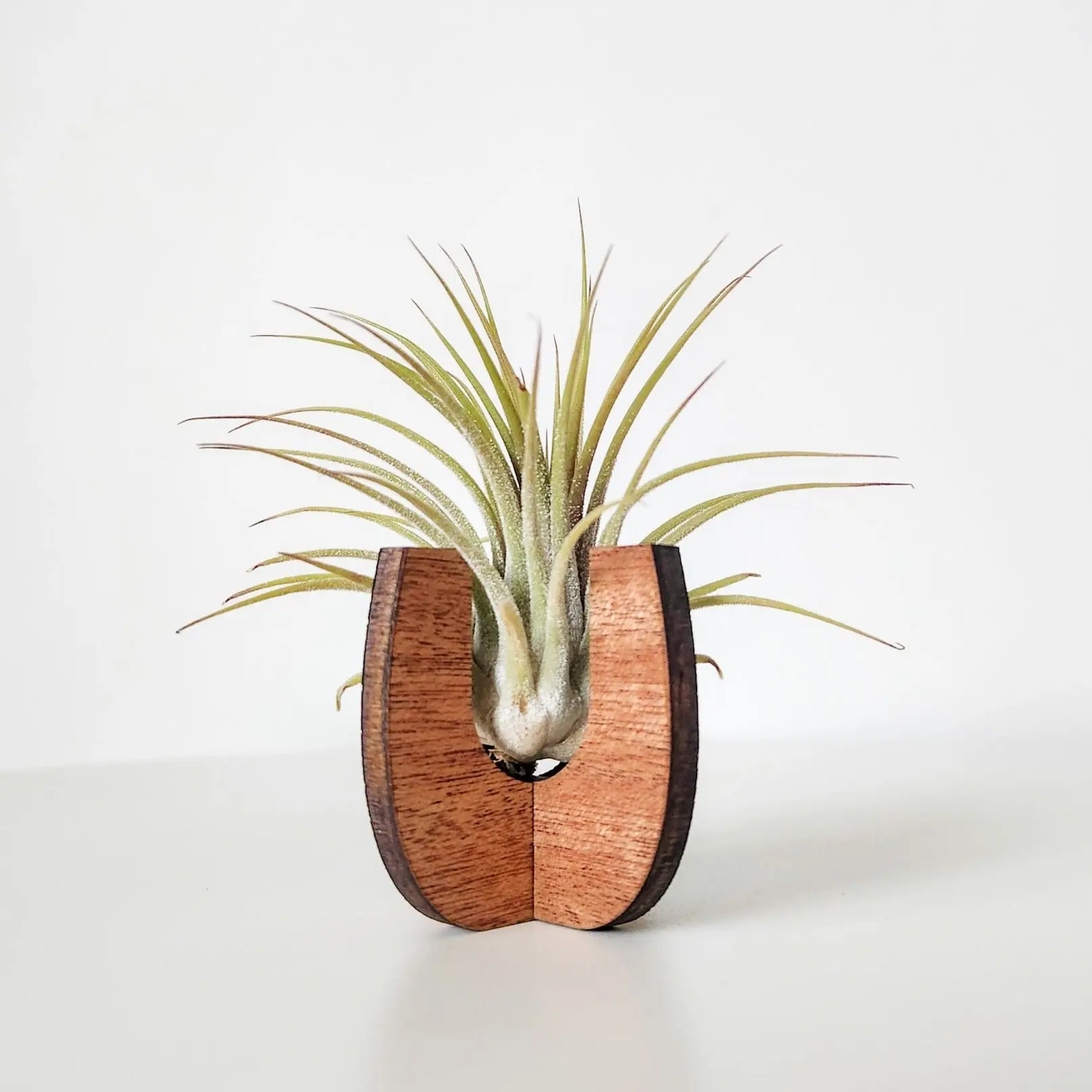 Air Plant Holder Display - Wood Desk Stand